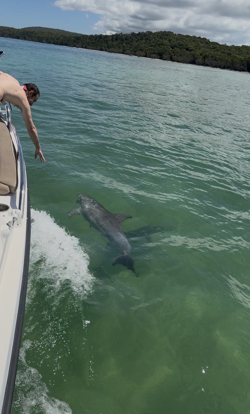 A dolphin swimming just below the surface alongside the boat as a guest leans over